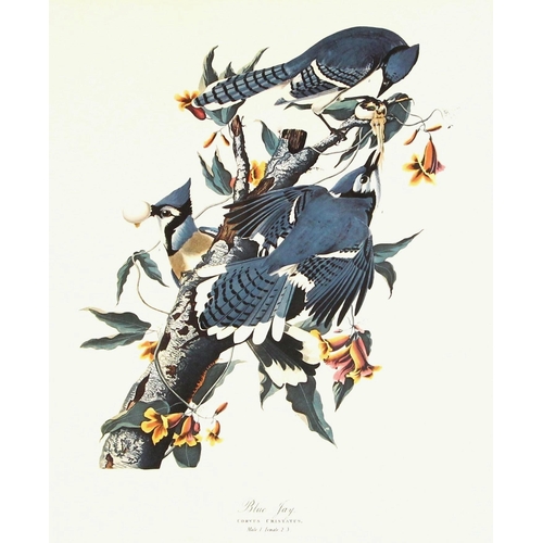 193 - Seven ornithological prints reproduced from John James Audubon's BIRDS OF AMERICA, comprising: Flori... 