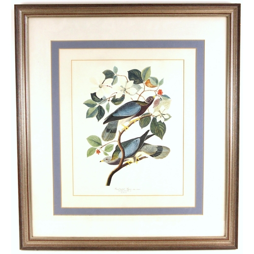 193 - Seven ornithological prints reproduced from John James Audubon's BIRDS OF AMERICA, comprising: Flori... 