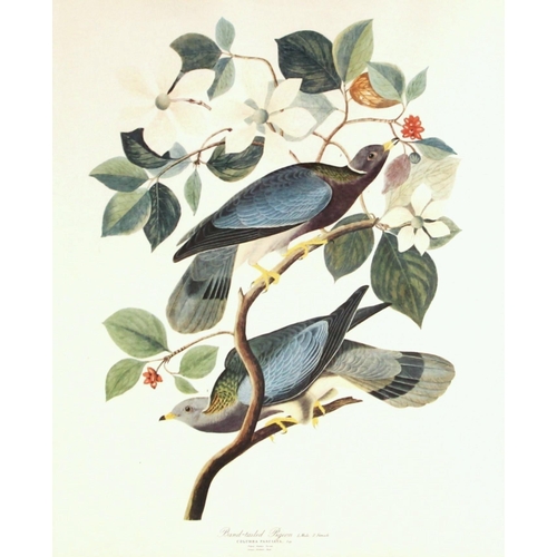 193 - Seven ornithological prints reproduced from John James Audubon's BIRDS OF AMERICA, comprising: Flori... 