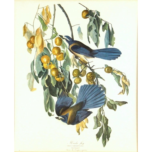 193 - Seven ornithological prints reproduced from John James Audubon's BIRDS OF AMERICA, comprising: Flori... 