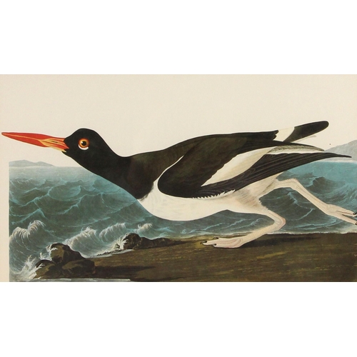 193 - Seven ornithological prints reproduced from John James Audubon's BIRDS OF AMERICA, comprising: Flori... 