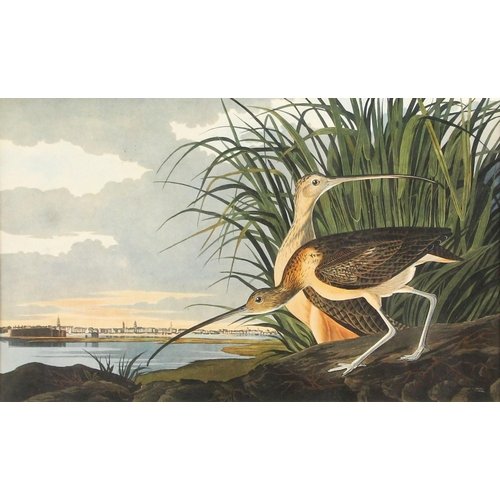 193 - Seven ornithological prints reproduced from John James Audubon's BIRDS OF AMERICA, comprising: Flori... 