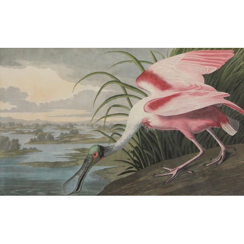 193 - Seven ornithological prints reproduced from John James Audubon's BIRDS OF AMERICA, comprising: Flori... 