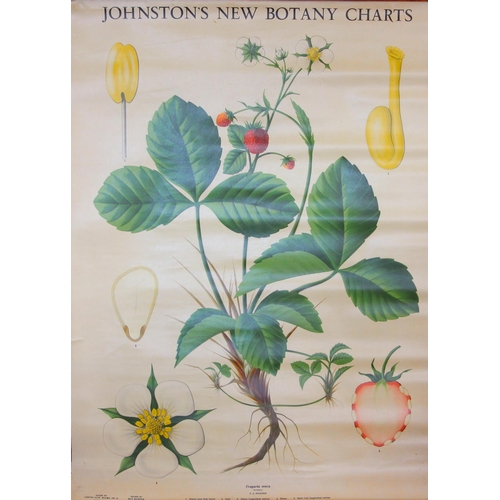 203 - Four vintage Austrian botanical teaching charts by Qurin Haslinger, mid 20th century, depicting Seed... 