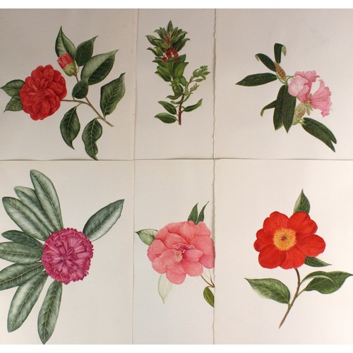 178 - Kathleen Moyra Bellis (British, late 20th century),  
A portfolio of forty botanical studies of flor... 