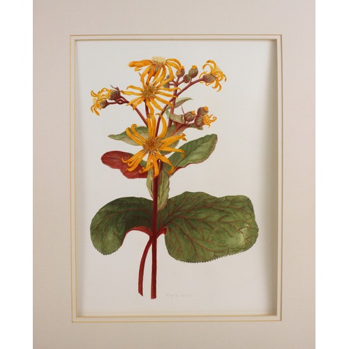 184 - Kathleen Moyra Bellis (British, late 20th and early 21st century),  
Seven botanical studies of flor... 