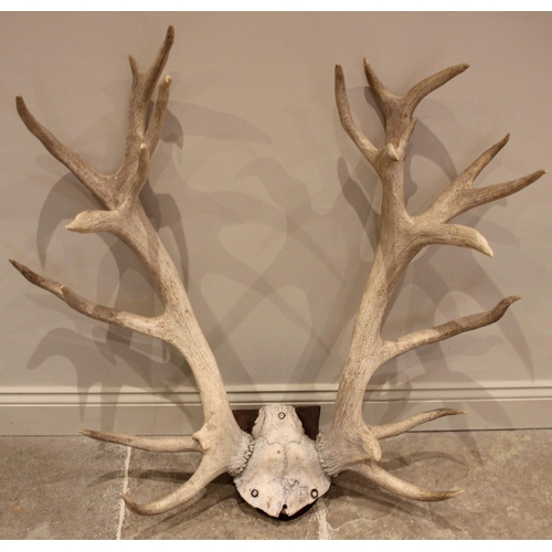 553 - A large pair of deer stag antlers, twenty one point (ten and eleven), surmounted on a shield shaped ... 