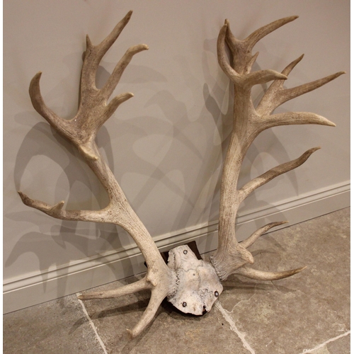 553 - A large pair of deer stag antlers, twenty one point (ten and eleven), surmounted on a shield shaped ... 