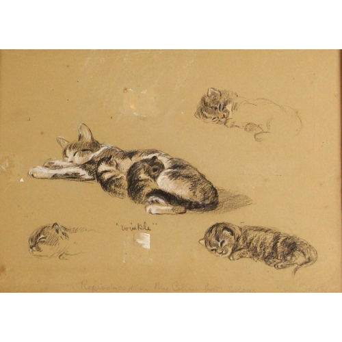 396 - Lucy Dawson (British, 1875-1954),  
'Wrinkle', an illustration on a sheet of cat studies,  
Charcoal... 