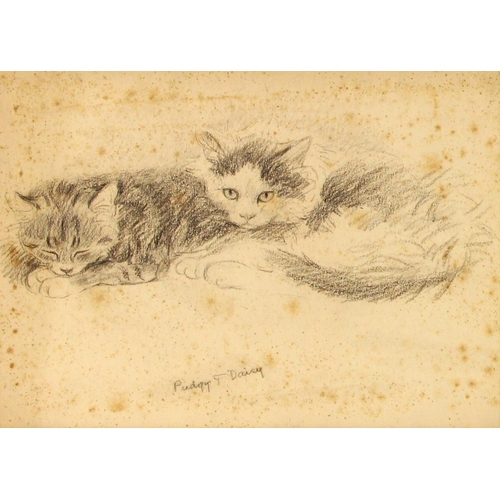 396 - Lucy Dawson (British, 1875-1954),  
'Wrinkle', an illustration on a sheet of cat studies,  
Charcoal... 