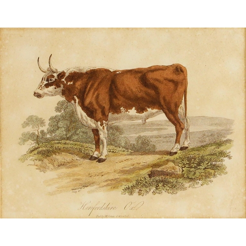 481 - English school (early 19th century),  
'Herefordshire Ox',  
Engraving on paper, later hand coloured... 