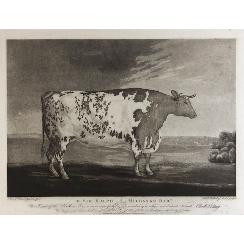 500 - After George Cuitt (British, 1779–1854),  
'To Sir Ralph Milbanke Bart, This print of the Kelton Ox ... 