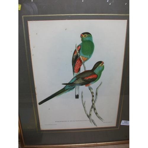 125 - 5 FRAMED PRINTS OF EXOTIC BIRDS INC, PSEPHOTUS PULCHERRIMUS, PLATYCERCUS ICTEROTIS, PLAYCERCUS PENNA... 