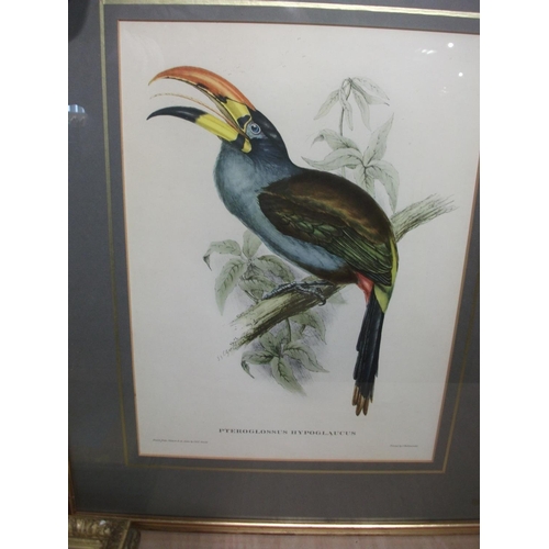 125 - 5 FRAMED PRINTS OF EXOTIC BIRDS INC, PSEPHOTUS PULCHERRIMUS, PLATYCERCUS ICTEROTIS, PLAYCERCUS PENNA... 