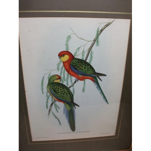 125 - 5 FRAMED PRINTS OF EXOTIC BIRDS INC, PSEPHOTUS PULCHERRIMUS, PLATYCERCUS ICTEROTIS, PLAYCERCUS PENNA... 