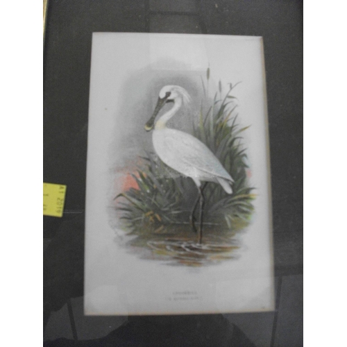 178 - FOUR FRAMED PRINTS OF WADING BIRDS BY A THONBURN