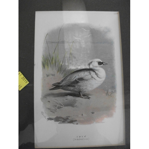 178 - FOUR FRAMED PRINTS OF WADING BIRDS BY A THONBURN