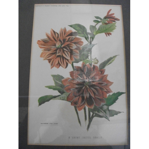 179 - TEN FRAMED PRINTS OF VARIOUS FLOWERS