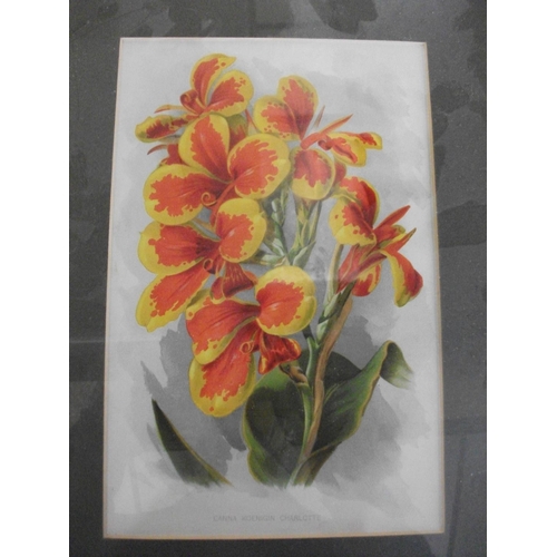 179 - TEN FRAMED PRINTS OF VARIOUS FLOWERS