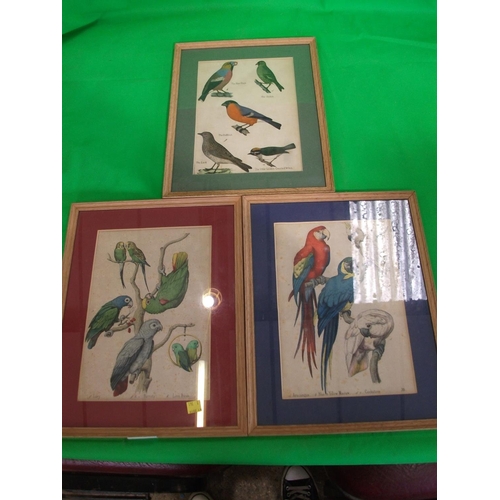 180 - THREE FRAMED PRINTS OF BIRDS