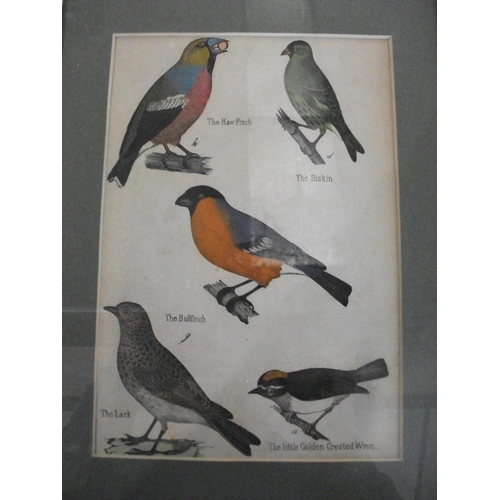 180 - THREE FRAMED PRINTS OF BIRDS