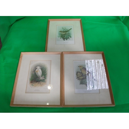 181 - SIX FRAMED PRINTS OF VARIOUS FLOWERS