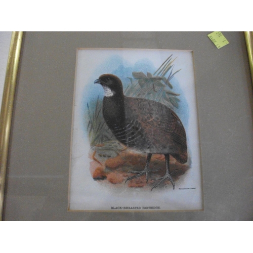 182 - FIVE FRAMED PRINTS OF BIRDS AND ANIMALS