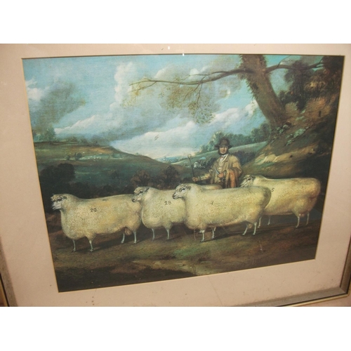 123 - 3 X PICTURES INCLUDING 2 CATTLE PRINTS & SHEEP PRINT