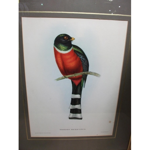 125 - 5 FRAMED PRINTS OF EXOTIC BIRDS INC, PSEPHOTUS PULCHERRIMUS, PLATYCERCUS ICTEROTIS, PLAYCERCUS PENNA... 