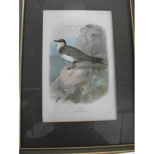 178 - FOUR FRAMED PRINTS OF WADING BIRDS BY A THONBURN