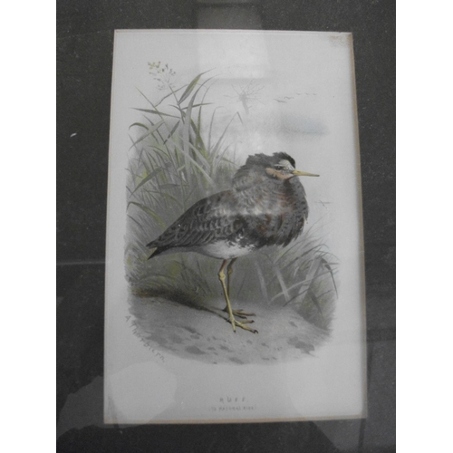 178 - FOUR FRAMED PRINTS OF WADING BIRDS BY A THONBURN