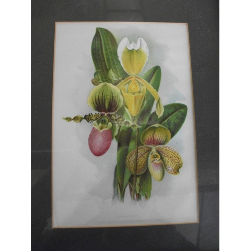 179 - TEN FRAMED PRINTS OF VARIOUS FLOWERS