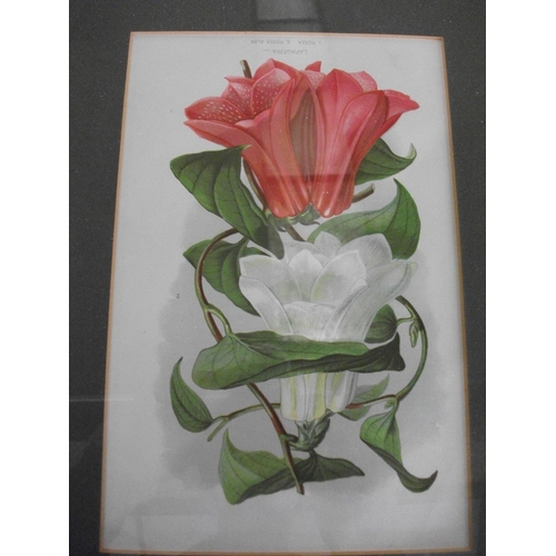 179 - TEN FRAMED PRINTS OF VARIOUS FLOWERS