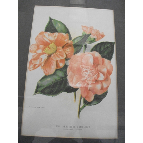 179 - TEN FRAMED PRINTS OF VARIOUS FLOWERS