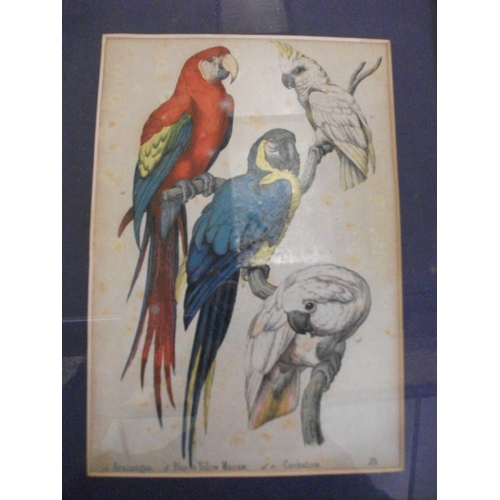 180 - THREE FRAMED PRINTS OF BIRDS