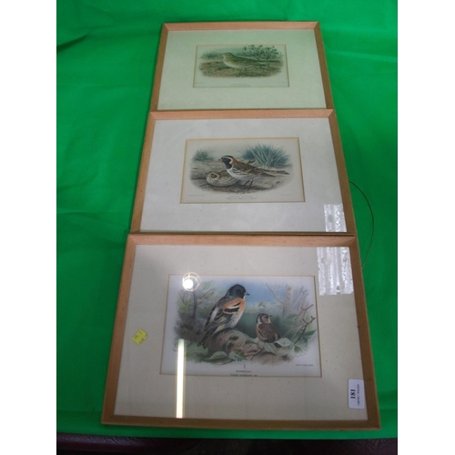 181 - SIX FRAMED PRINTS OF VARIOUS FLOWERS