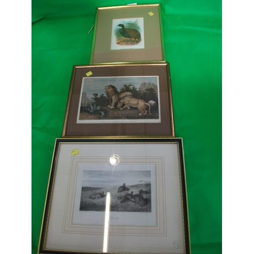 182 - FIVE FRAMED PRINTS OF BIRDS AND ANIMALS