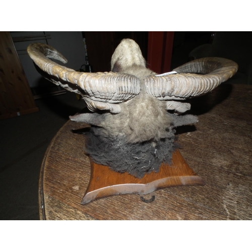 266 - RAMS HEAD TAXIDERMY