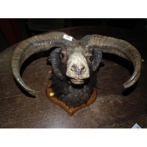 266 - RAMS HEAD TAXIDERMY