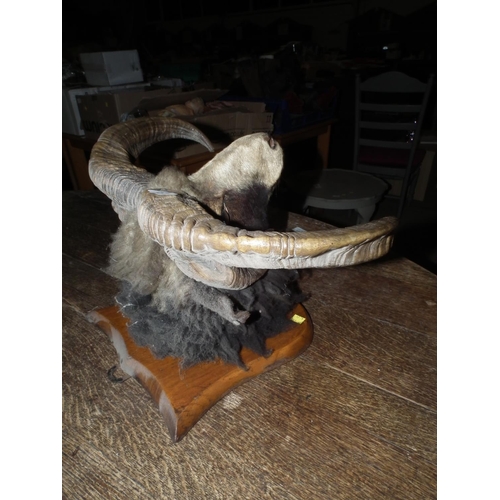 266 - RAMS HEAD TAXIDERMY