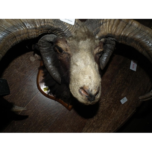 266 - RAMS HEAD TAXIDERMY