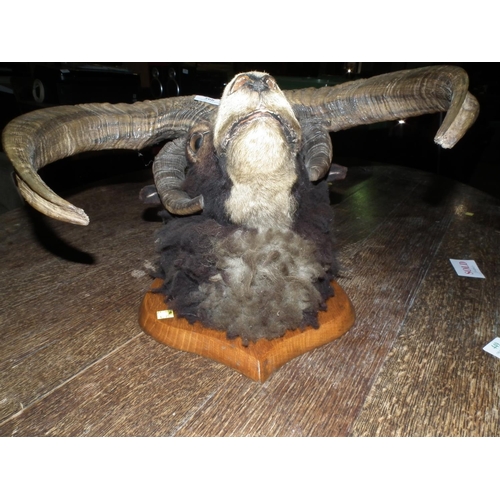 266 - RAMS HEAD TAXIDERMY