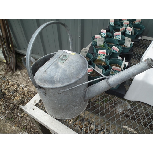 7 - GALVANISED WATERING CAN