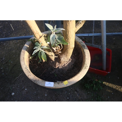 21 - BUDDEIA IN LARGE GLAZED POT