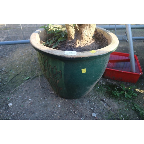 21 - BUDDEIA IN LARGE GLAZED POT