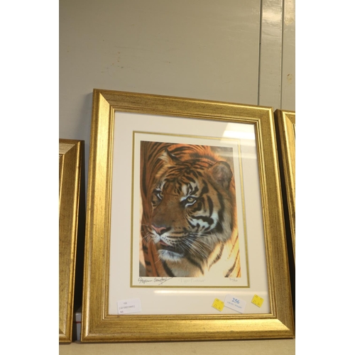 256 - STEPHEN GAYFORD SIGNED PRINT OF TIGER PORTRAIT