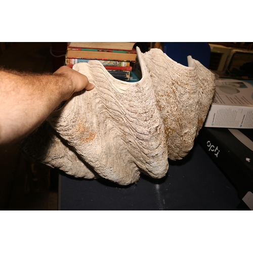 273 - GIANT CLAM SHELL