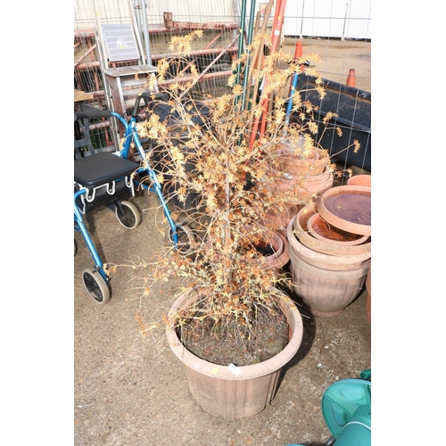 35 - LARGE PLANTER WITH YEW TREE