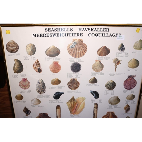 559 - SHELLS FRAMED IN 4 LANGUAGES