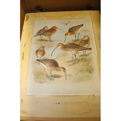 307 - 14 ARCHIBOLD THORBURN BIRD PRINTS - 8 FRAMES, 6 UNFRAMED